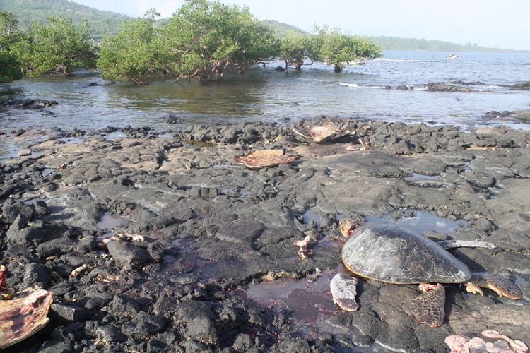 Environnement / Braconnage des tortues marines à Ngazidja